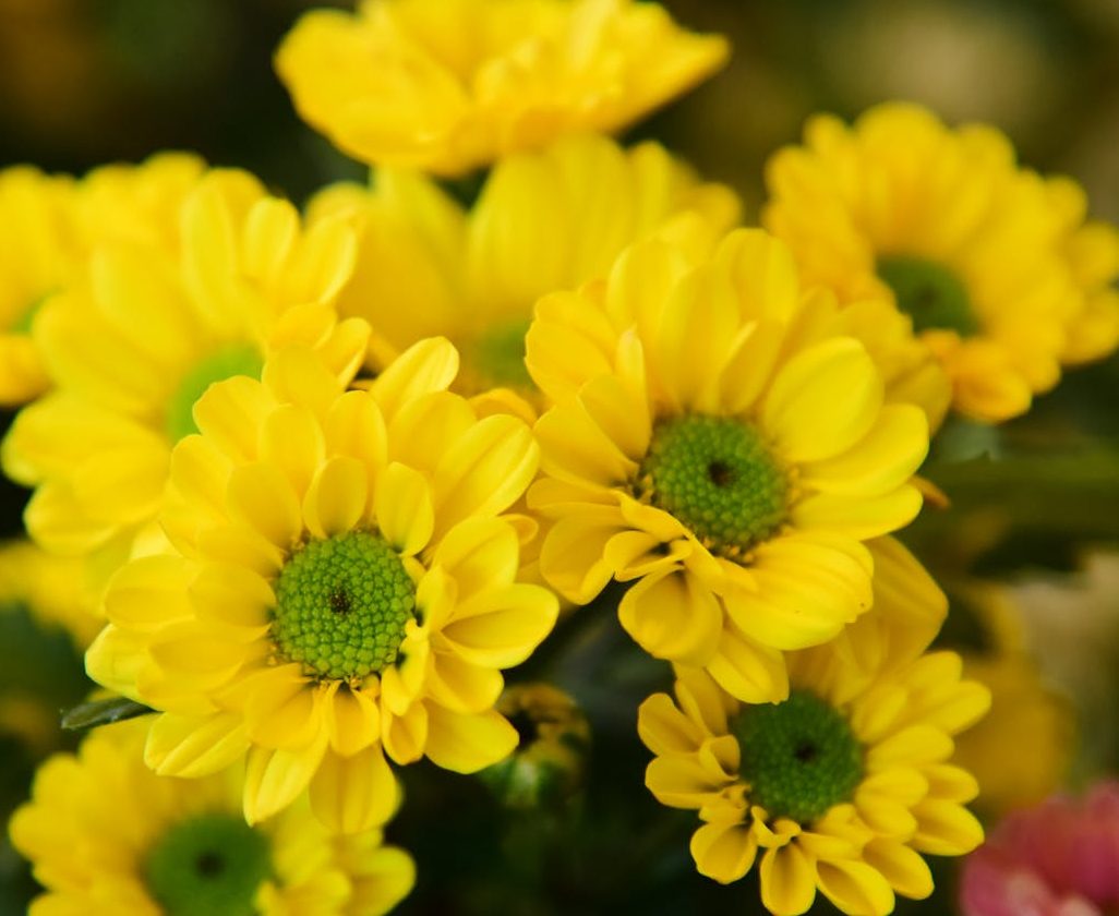 a person holding a bouquet