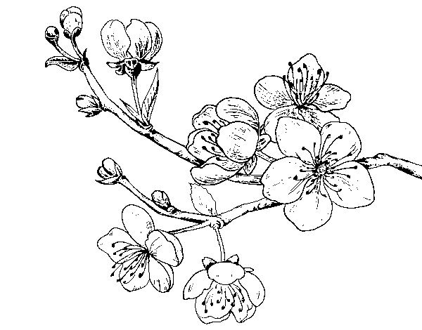 Fondo2