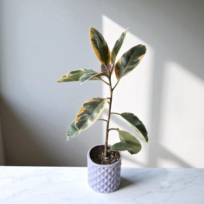 FICUS ELASTICA (Hevea Brasiliensis) RF563