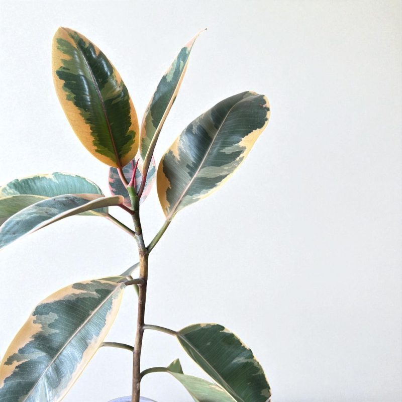 FICUS ELASTICA (Hevea Brasiliensis) RF563 - Imagen 2