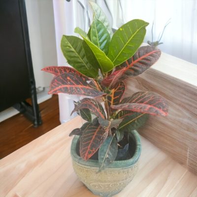 CROTON (Codiaeum Variegatum) RF541