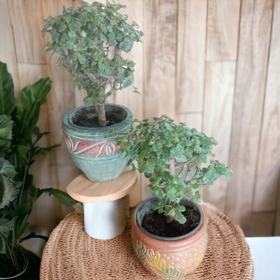 ARBOL DE LA ABUNDANCIA (Portulacaria Afra) RF589