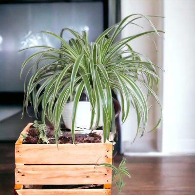 CLOROFITO COLGANTE (Clorophytum comosum) RF532