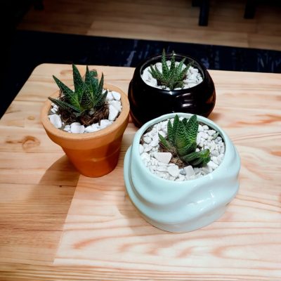 SABILA CEBRA (Haworthia Fasciata) RF593