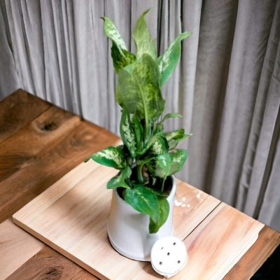 AMOENA MARIANA (Dieffenbachia) RF599