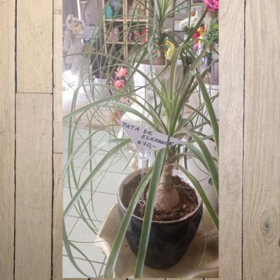 PATA DE ELEFANTE (Beaucarnea Recurvata) RF796