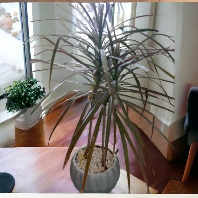 DRÁCENA (Dracena Reflexa) RF590