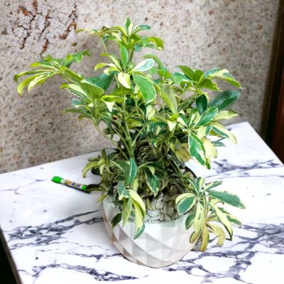 ARALIA (Aralea Dazzle) RF594
