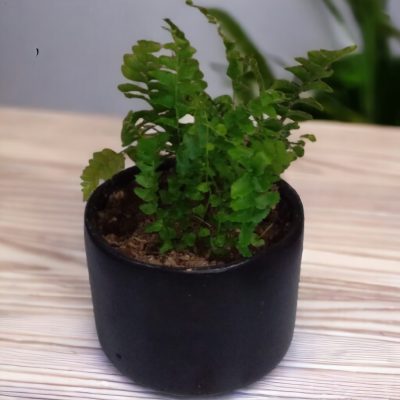 HELECHO (FILICOPSIA) RF197