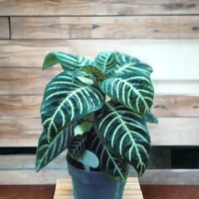 PLANTA CEBRA (APHELANDRA SQUARROSA) RF191
