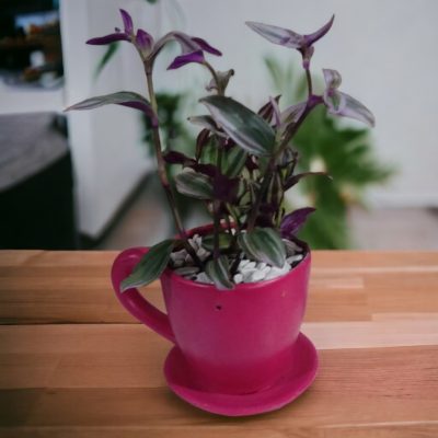 PURPURINA (TRADENSCANTIA ZEBRINA) RF196