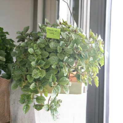CHARLIE (PILEA NUMMULARIIFOLIA) RF312