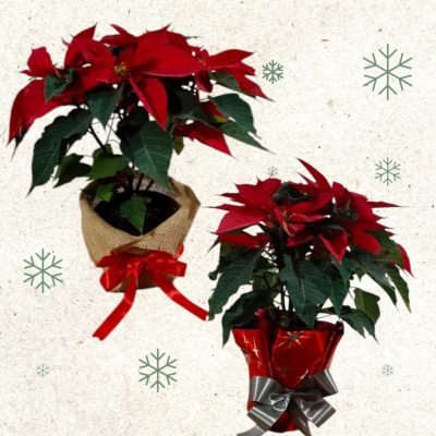 PLANTA DE NOCHE BUENA RFN020